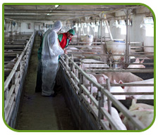 pig farm